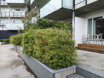 Plant ,Vegetation ,Urban design ,Grass ,Facade.