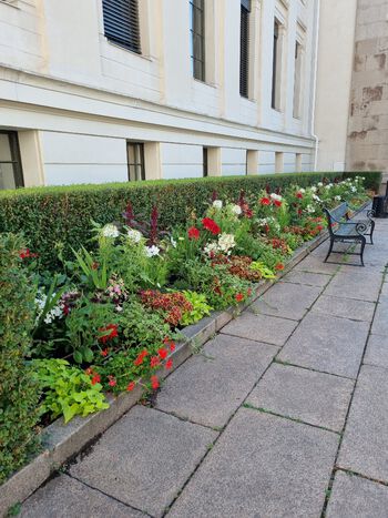 This bed at Universitetsplassen is composed of almost 20 varieties of flowers. Some will not bloom until later in the summer, so make sure to keep an eye out! Photo: Ingvild Myklebust/UiO
