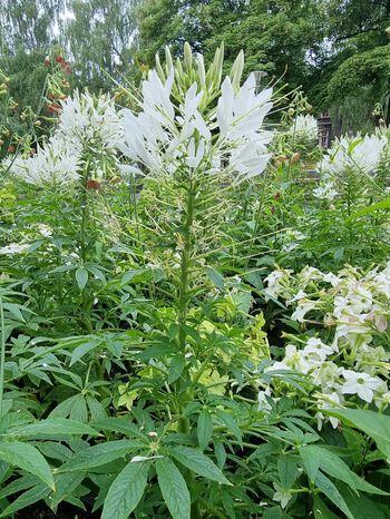 In addition to spiderflowers (Cleome), all three ornamental tobaccos are included in this picture: white, lime green and red. Photo: Ingvild Myklebust/UiO