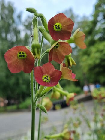 The towering Nicotiana hybrida ‘Tinkerbelle’, with its elegant red and lime green bell-shaped flowers. Photo: Ingvild Myklebust/UiO