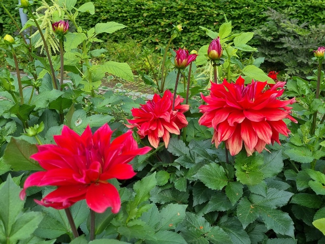 Image of the red flower Dahlia Babylon Red. 
