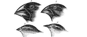 Bird ,White ,Vertebrate ,Black ,Beak.