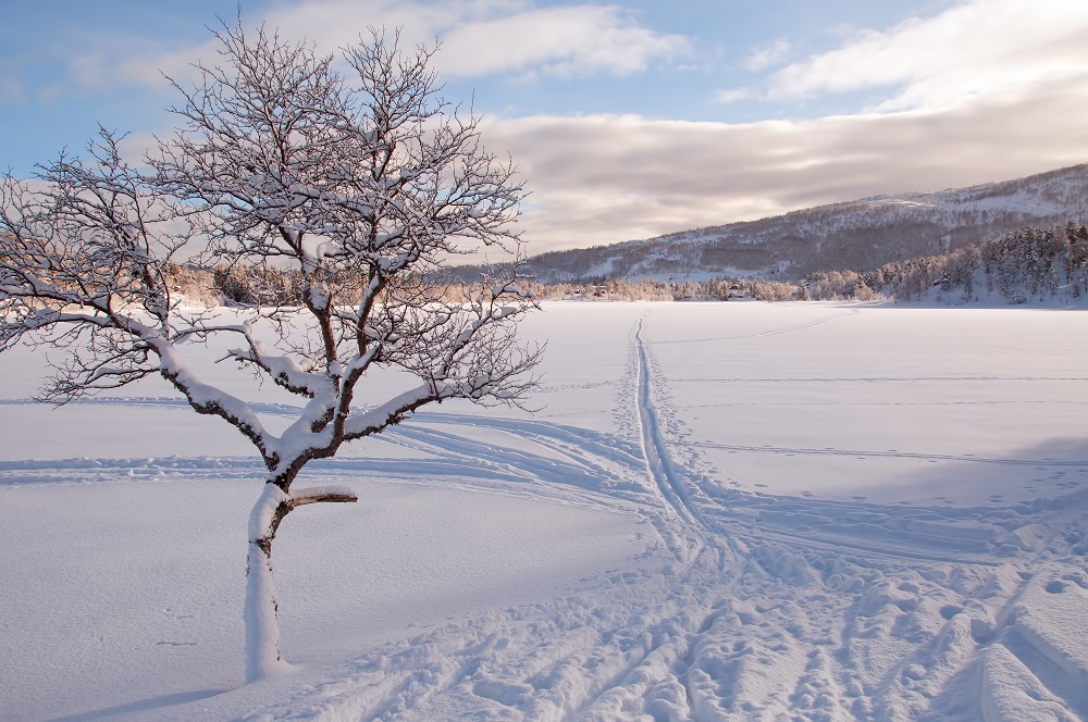 Image may contain: winter, tree, snow, sky, mountain
