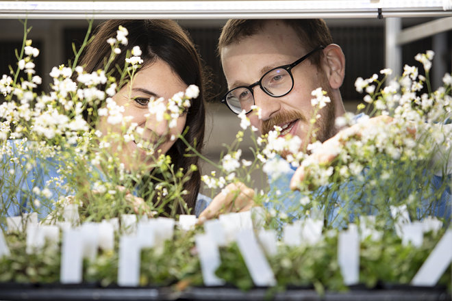 Mann og kvinne studerer blomster og stiklinger. 