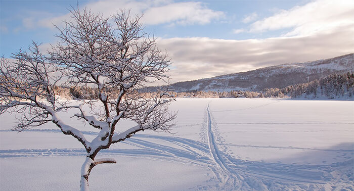 Vinterbilde av en slette dekket av snø med skispor og et tre til venstre. Blå himmel.