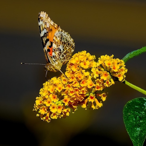 Nærbilde av blomst og sommerfugl