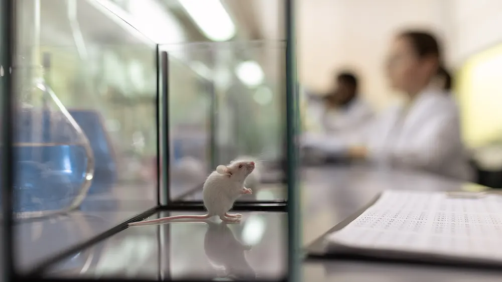 Illustrasjon av mus på lab