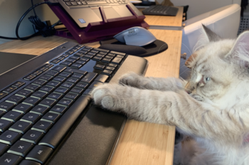 katt ,små til mellomstore katter ,felidae ,data-tastatur ,whiskers.