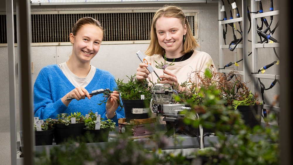 The summer students Maren Mansika and Marie Kristine Kvendseth Rimstad are measuring the carbon capture in dwarf shrubs.