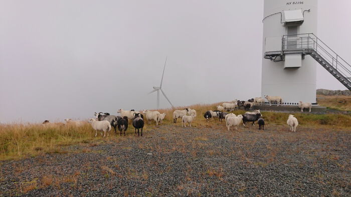 Sauer som står på gult gress i Midtfjellet vindpark omgitt av vindmøller.