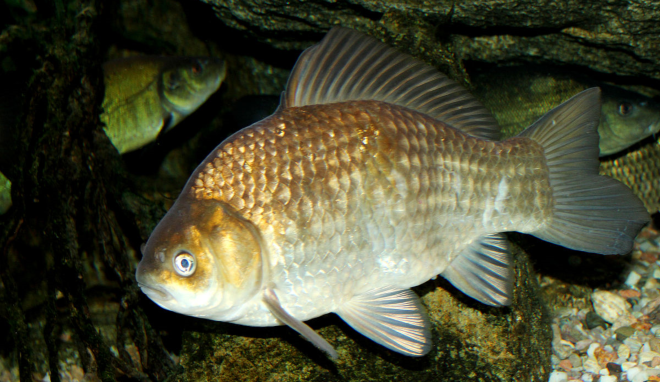 Karuss - en gulaktig karpefisk