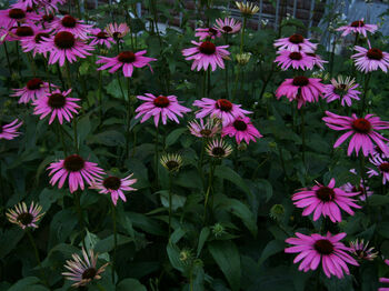 Raud solhatt (Echinacea purpurea ‘Rubinstern’)