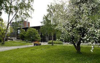 Epletreet i biblioteksparken står i full blomst.