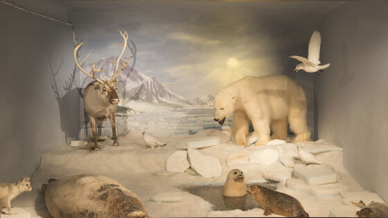 Polare dyr som reinsdyr, isbjørn og sel.