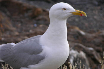 Bird ,Vertebrate ,Beak ,European herring gull ,Gull.
