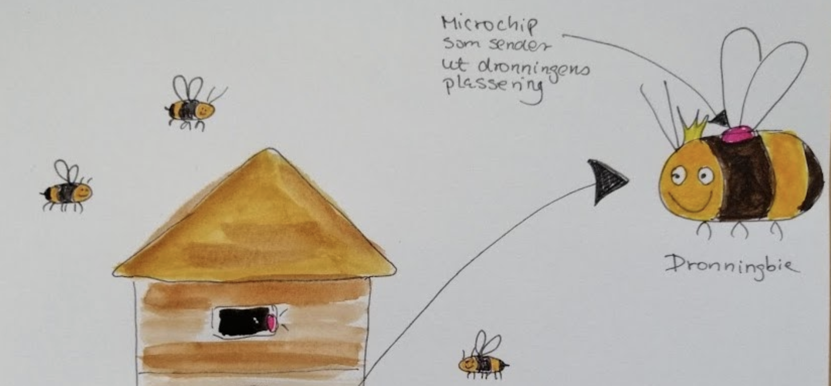 Bildet kan inneholde: honningbie, bie, insekt, humle, membranvinget insekt.