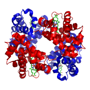 Molekylstruktur for  hemoglobin