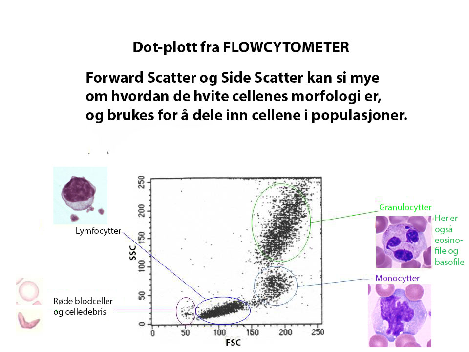 Dot-plot fra Flocytometer