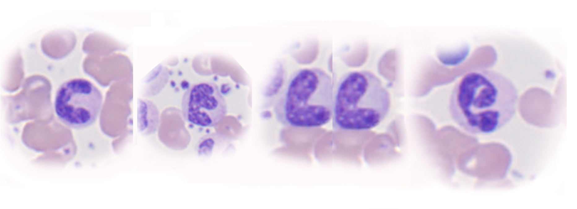 Cellekjerner som ser ut som bokstaver