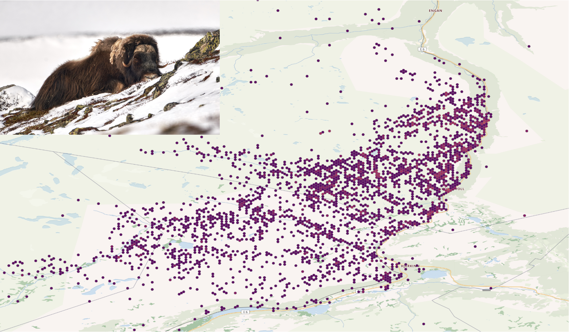 Map of purple dots representing musk oxen