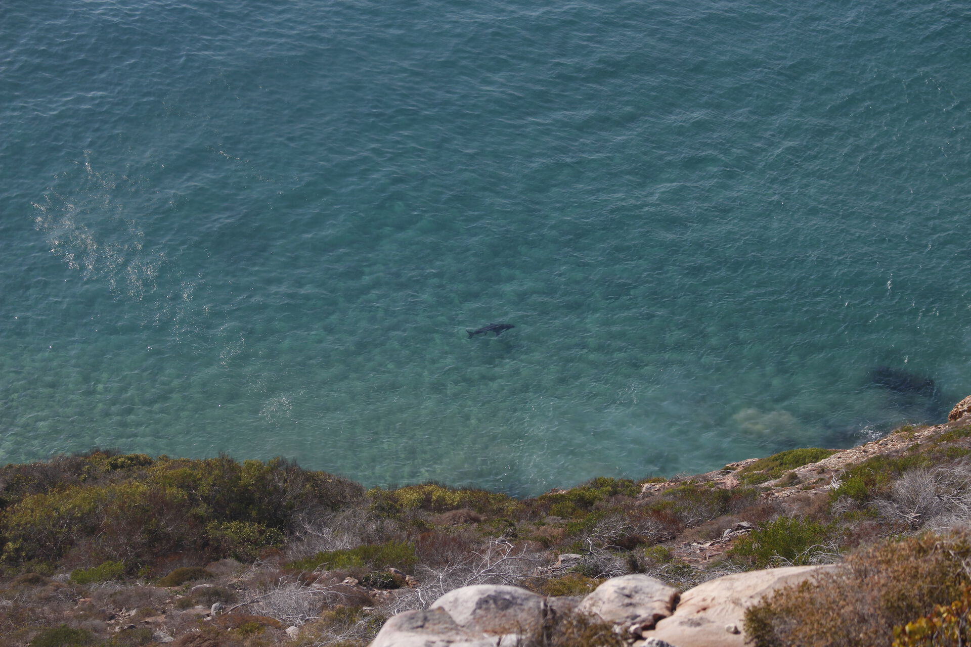 Bildet er tatt fra en klippe og man ser i havet at det svømmer skygger av haier. 