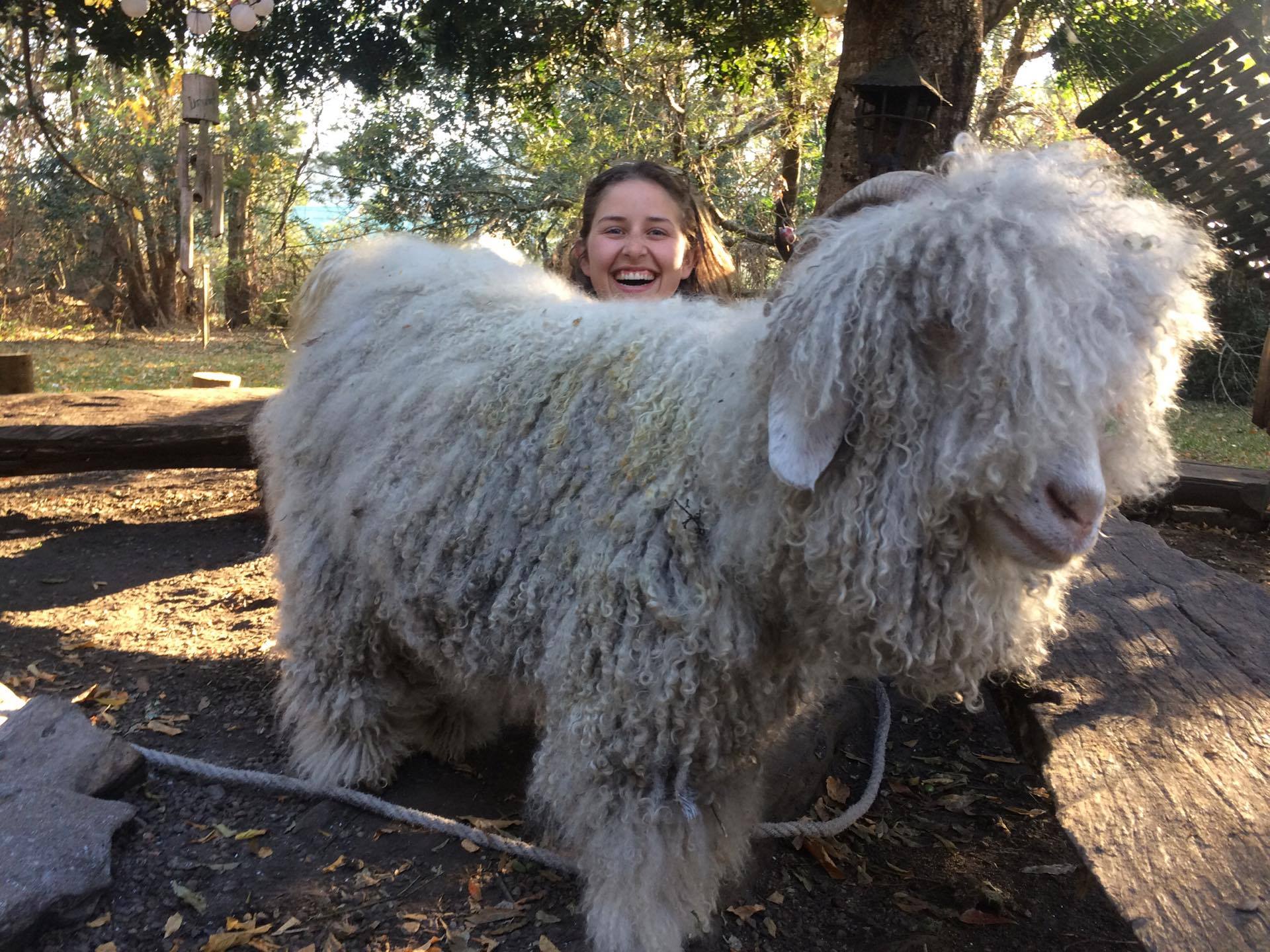Jente som står bak en geit med veldig mye ull. 